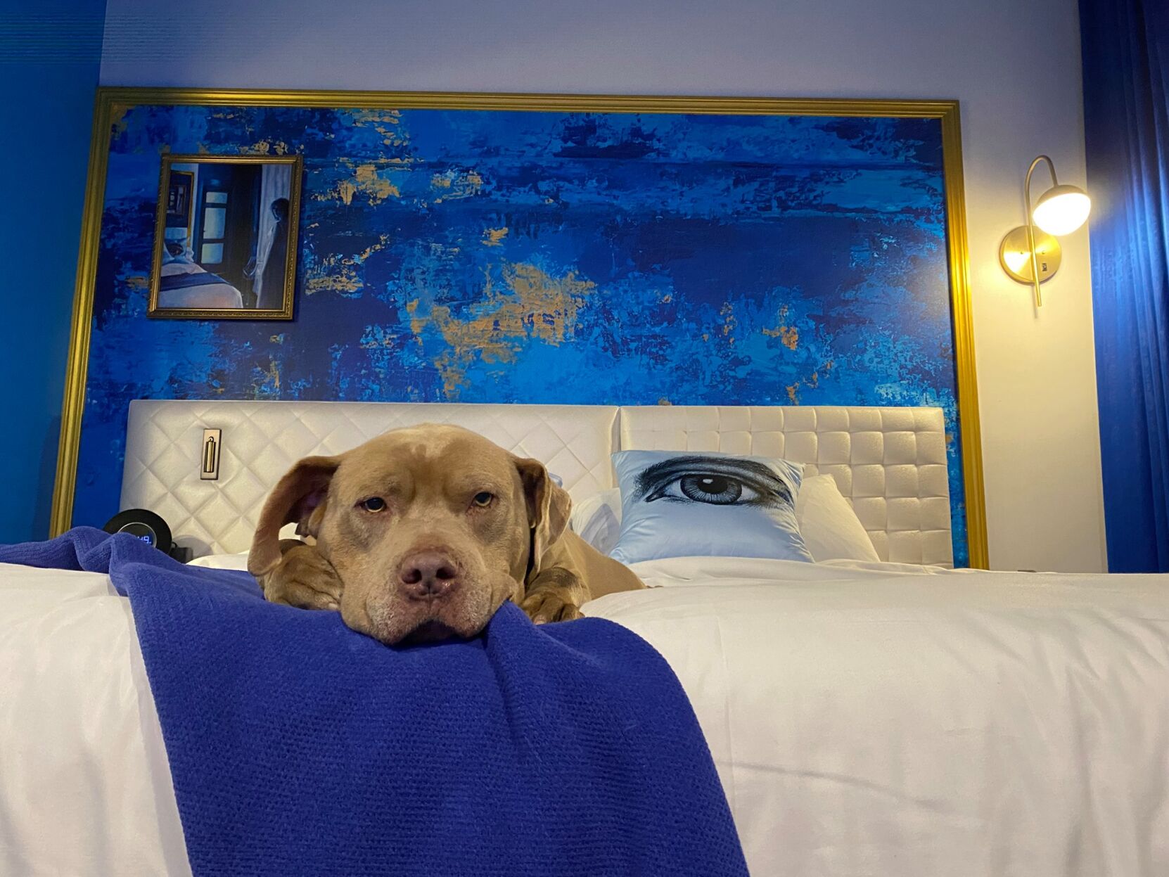 Photo courtesy of Stray Rescue of St. Louis